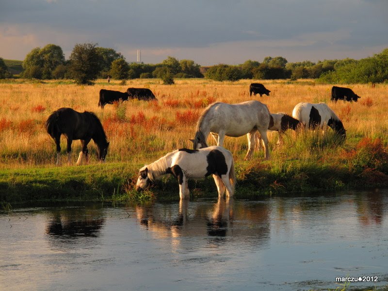 Staines Moor