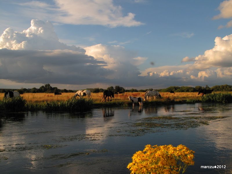 Staines Moor