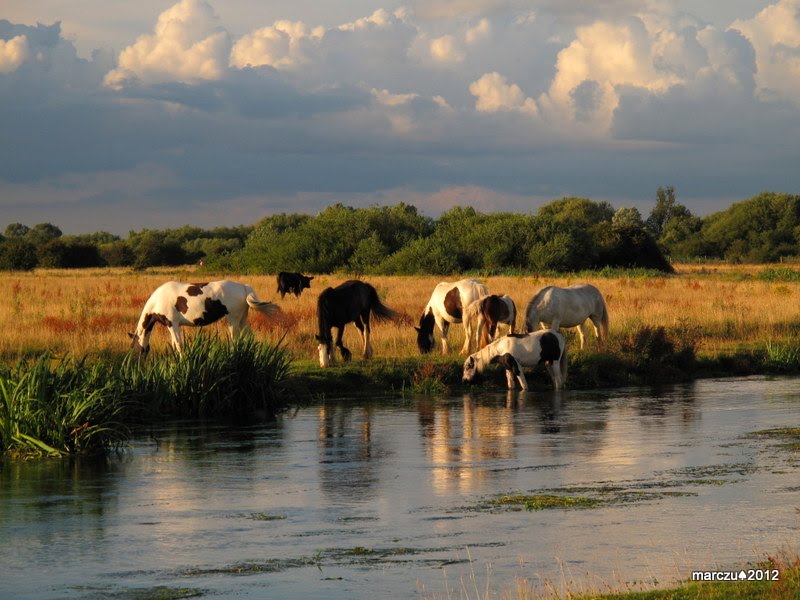 Staines Moor
