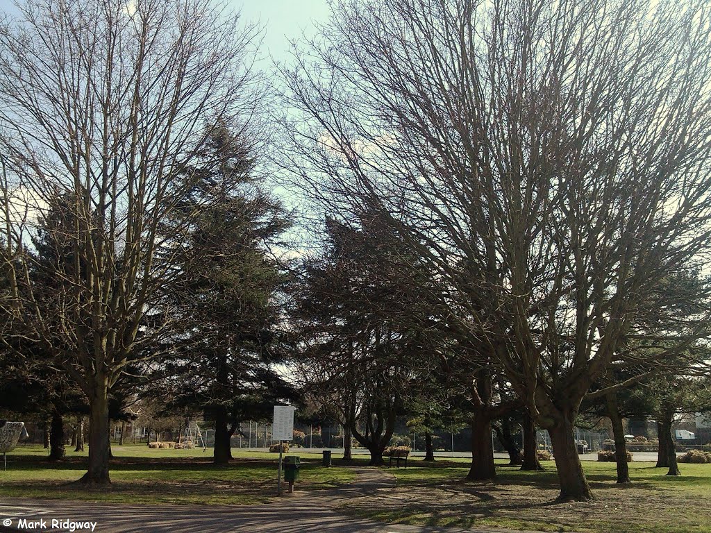 Trees by Knowle Green