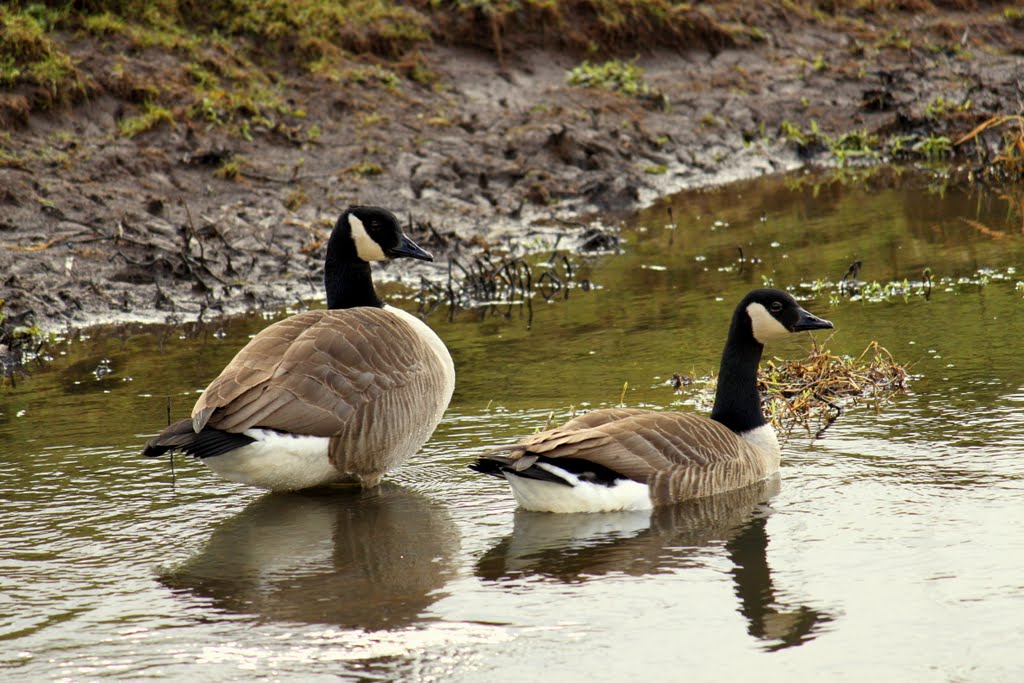 Canadian geese
