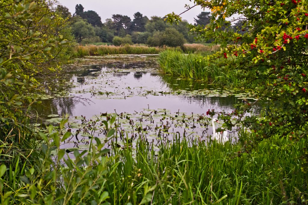 Doxey Marshes