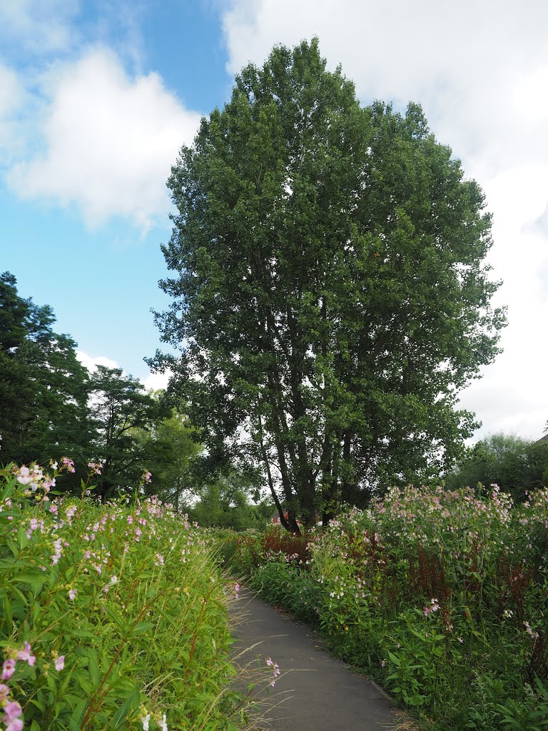 Wollaston