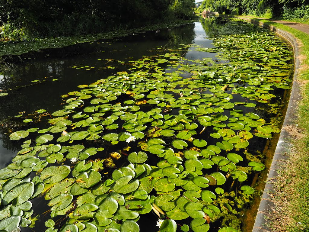 Stourbridge Canal