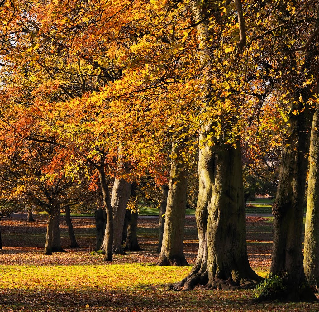 Mary Stevens Park