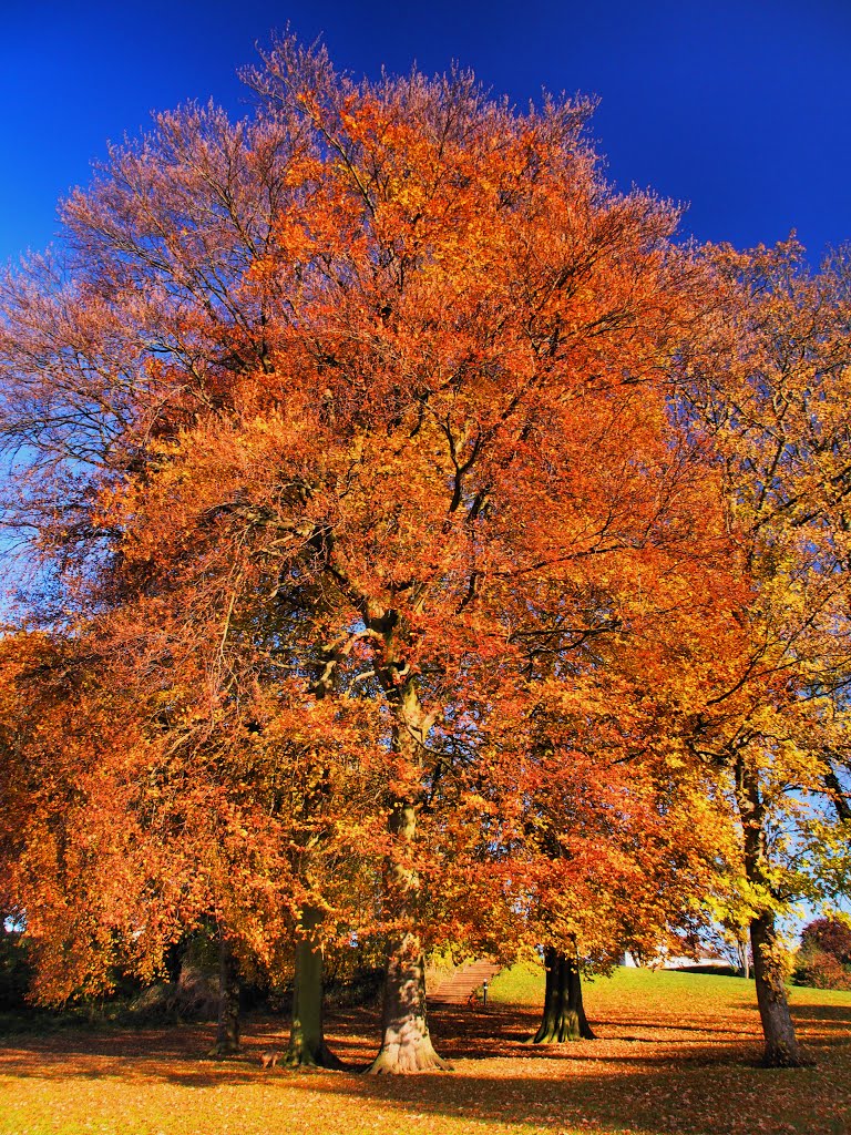 Mary Stevens Park