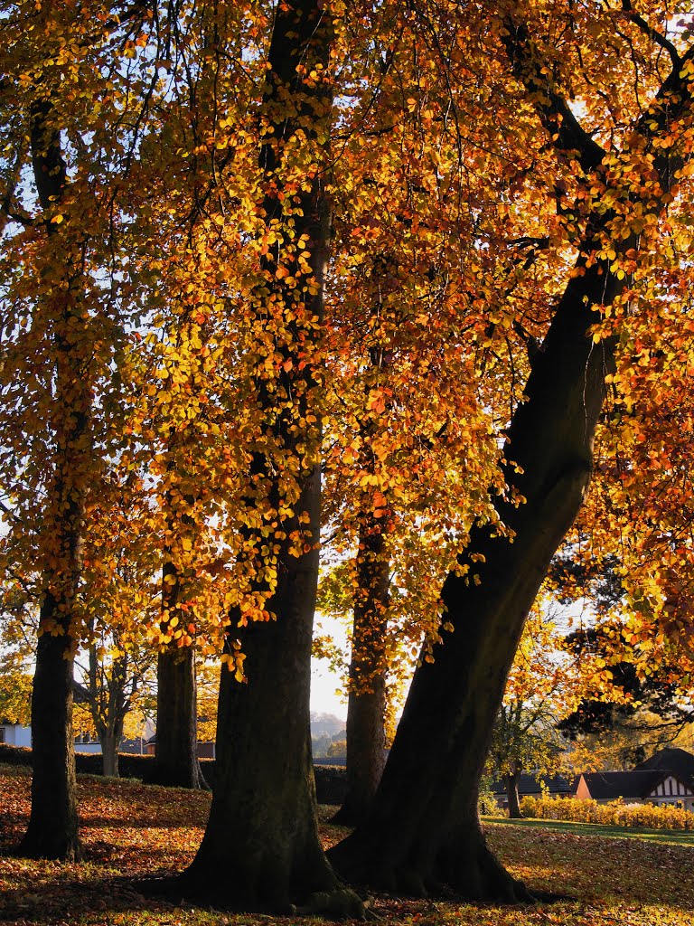 Mary Stevens Park