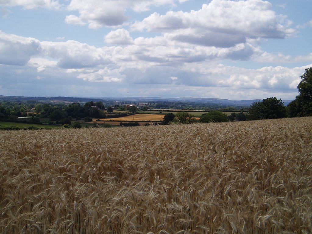 Field of wheat, Cock Croft