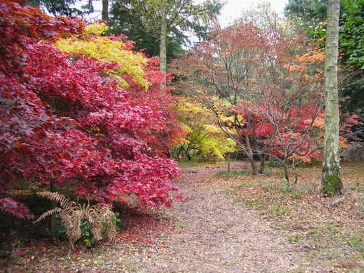 Autumn Maples at Queenswood