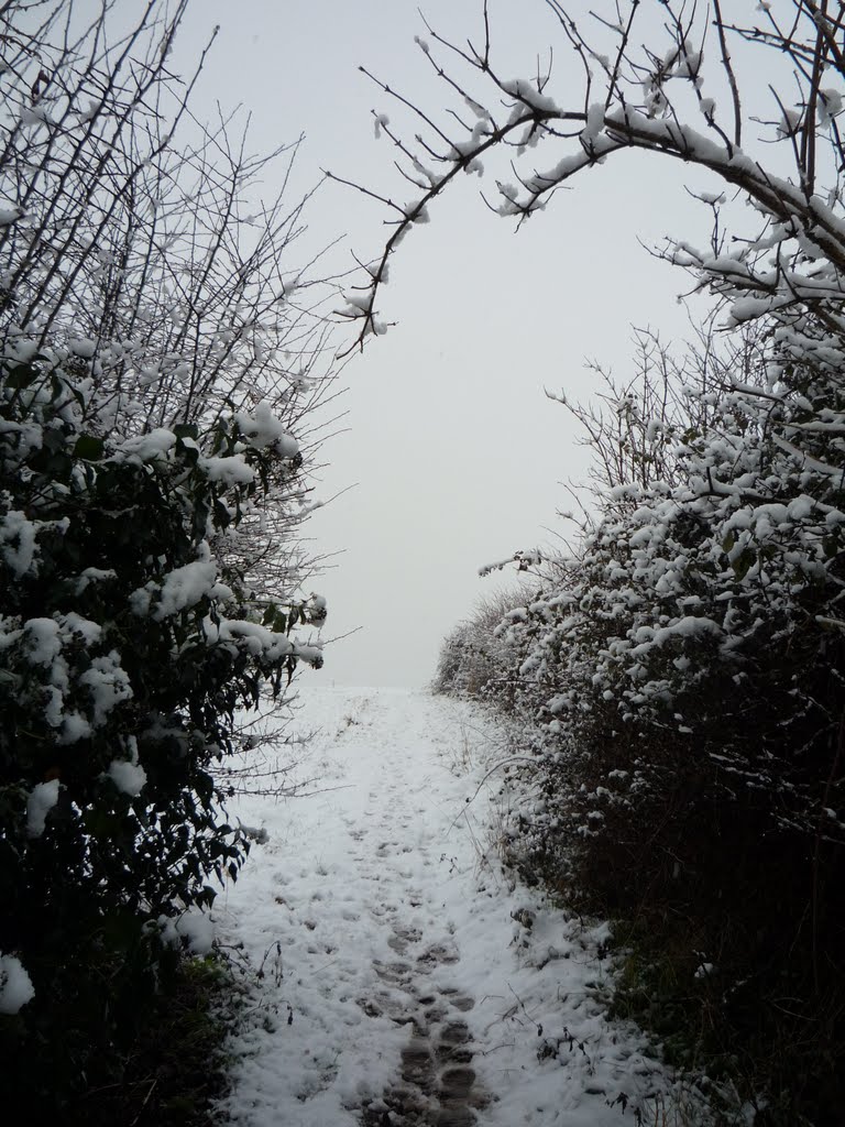 Snowy footpath January 20th 2010
