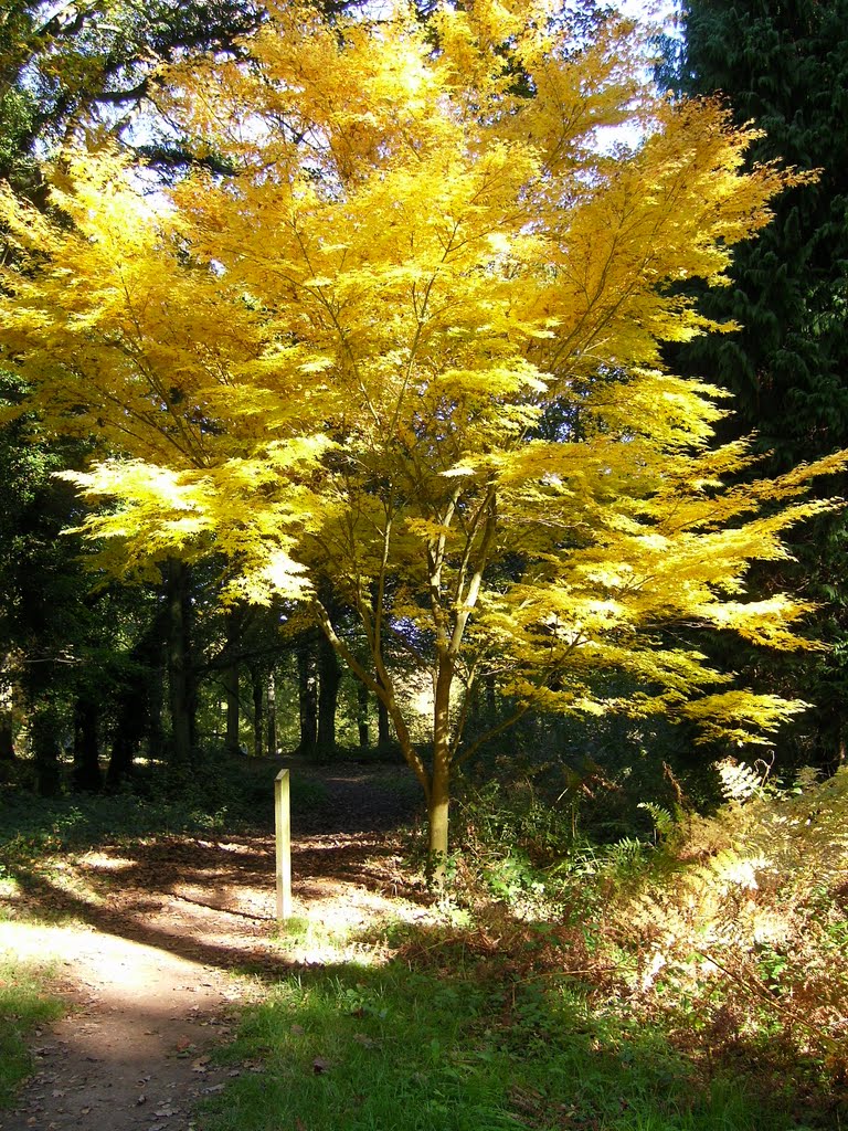 beautiful tree