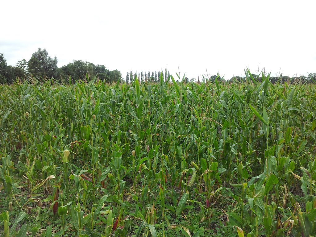 Corn crop in Leominster