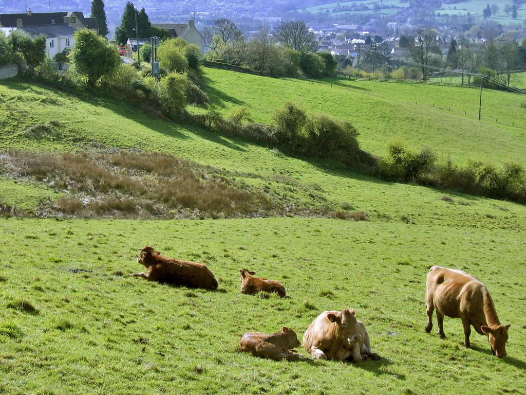 High glebe drifters masticuding bucolic verdant veg, Randwick, Gloucestershire,UK