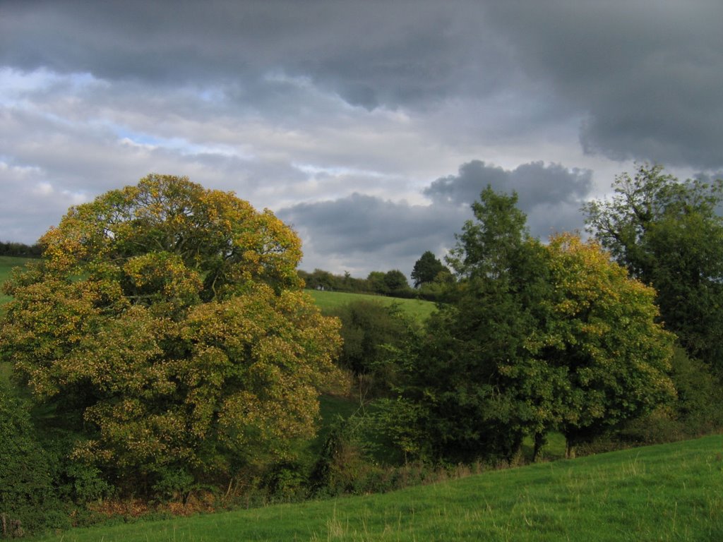 Trees and fields near Randwick, Gloucestershire UK