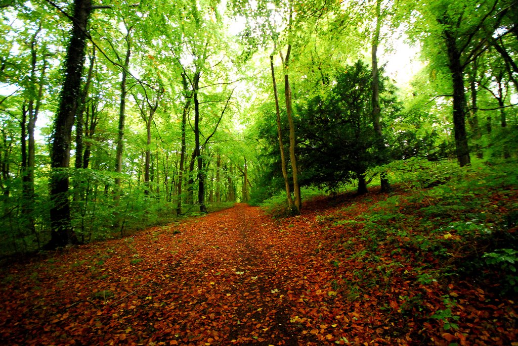 Standish Wood In Autumn