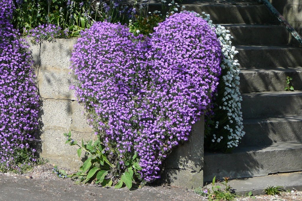 Slad Rd. Stroud, heart flowers