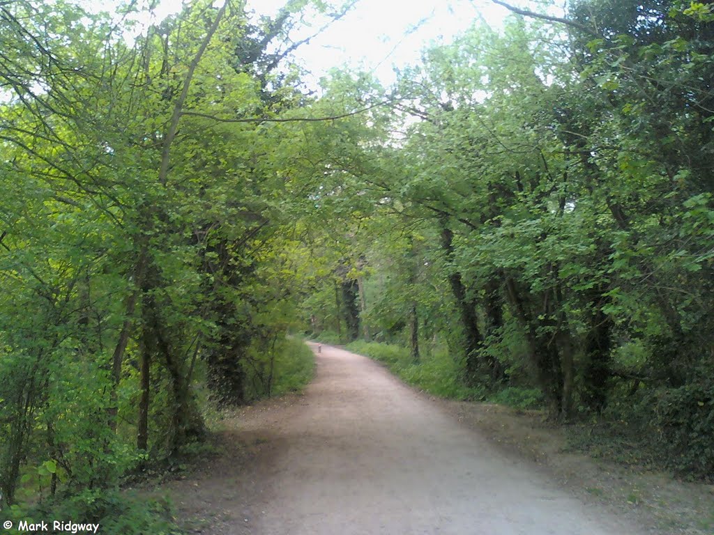 A Pathway through the woods (1)