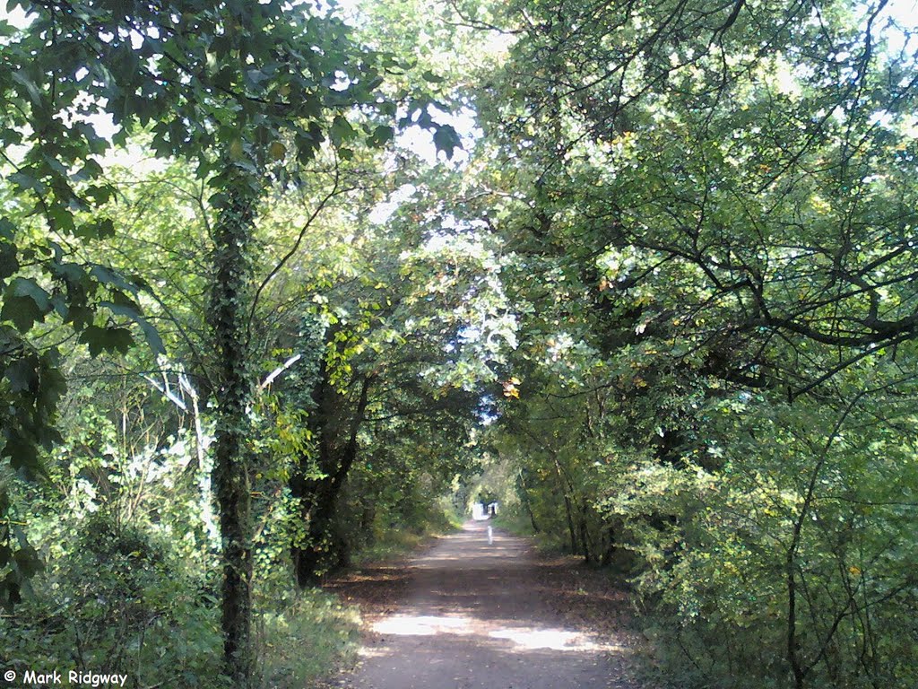 A Pathway through the woods (2)