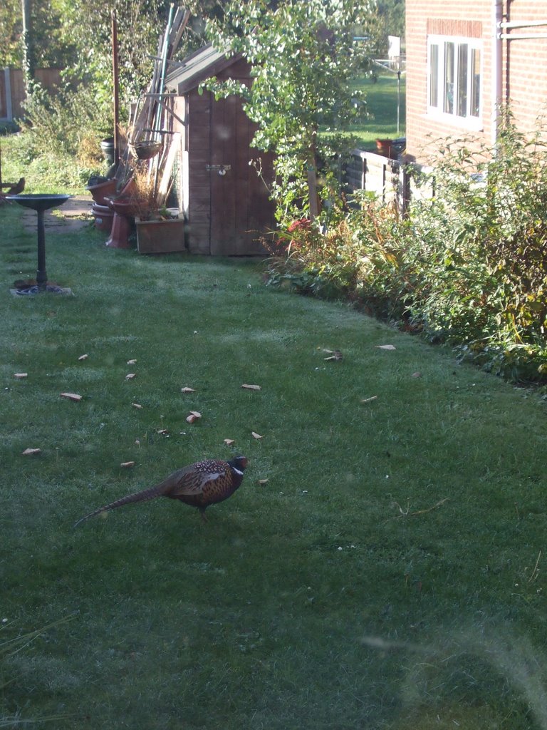 THE BEADY EYE OF THE OLD BIRD