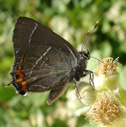 BUTTERFLY AT NATURE RESERVE