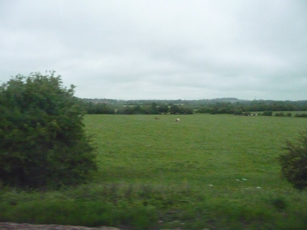 West Wiltshire : Grassy Field & Countryside