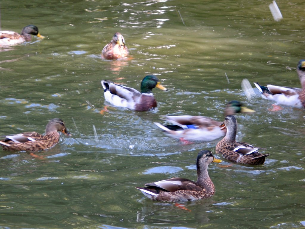 Trowbridge - Town Park