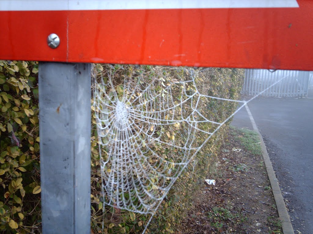 Morning spiders web