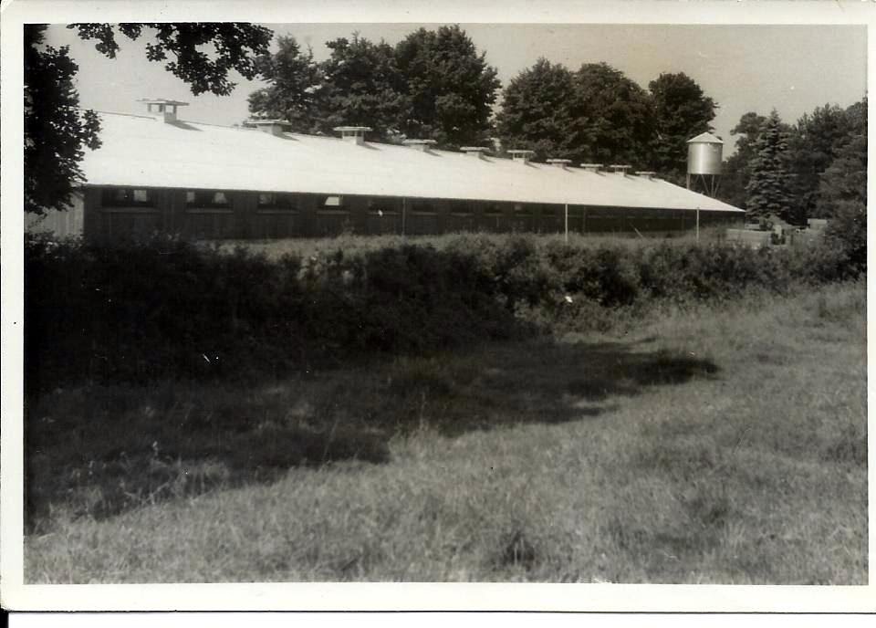 Criadero de Broilers, Wilow Grove, North Bradley 1960