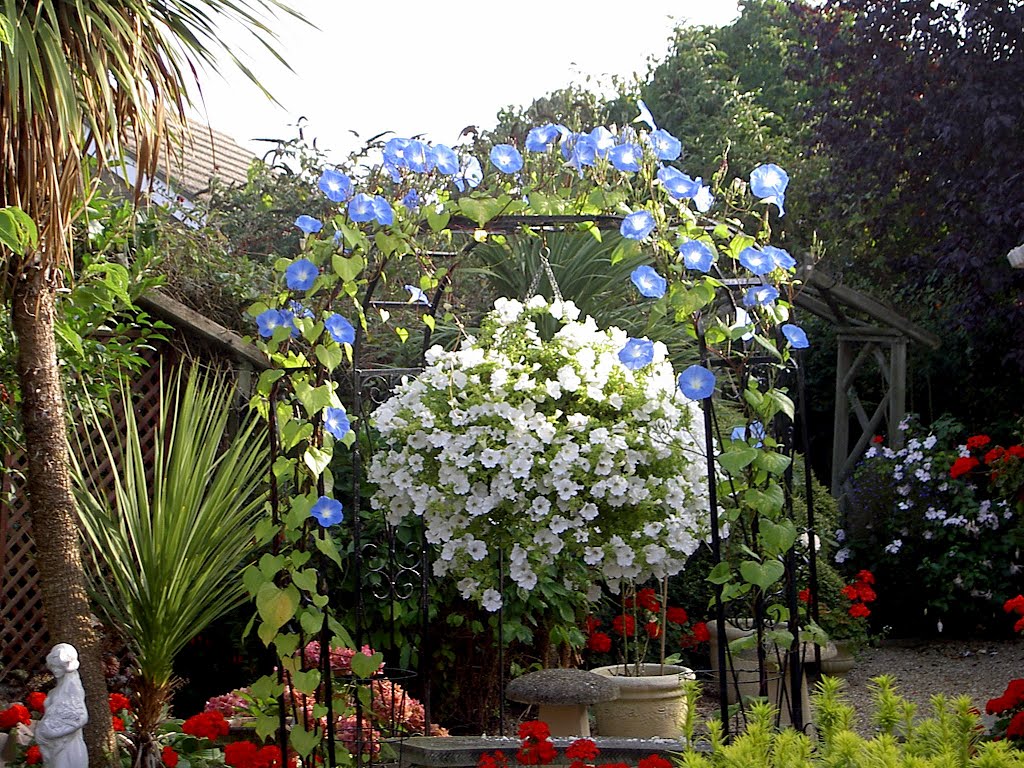 Morning glory in my late Dads garden