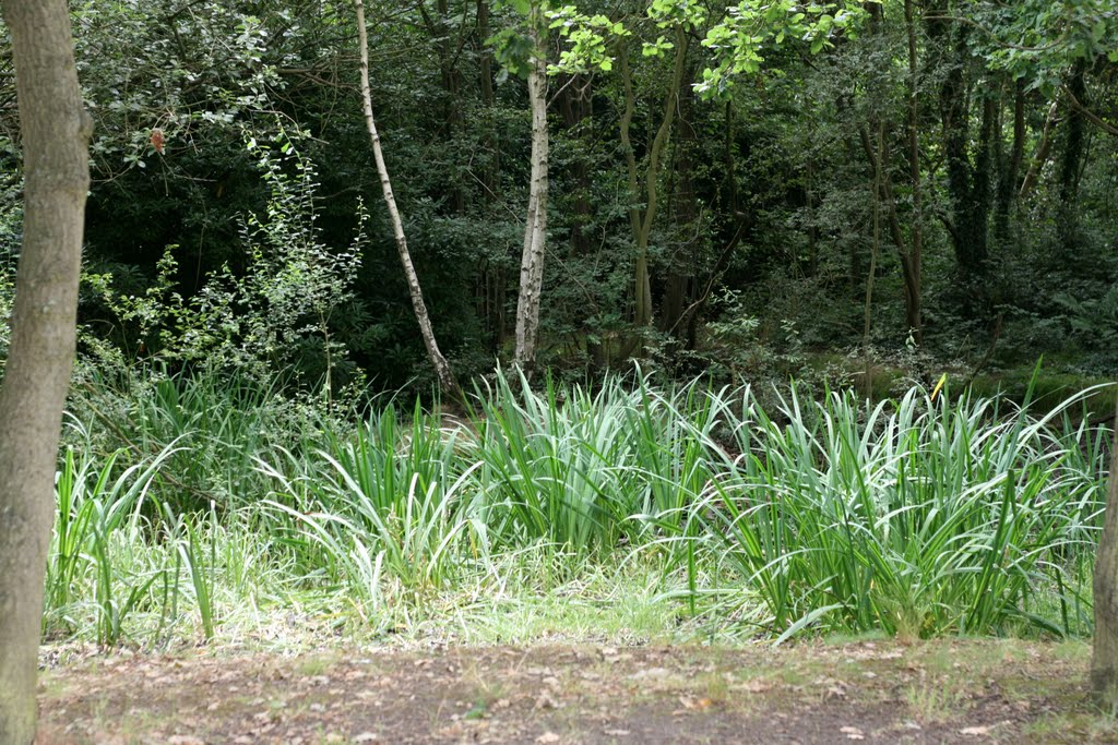 Woodland in Farnborough