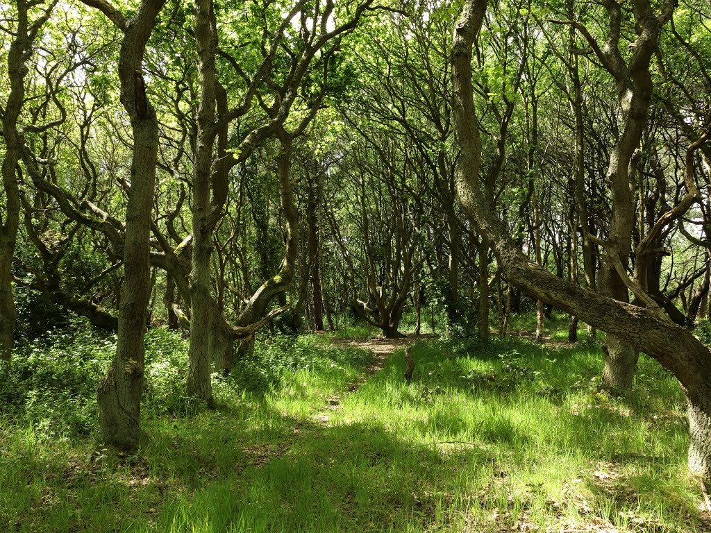 A truly tangled wood at Freshfield