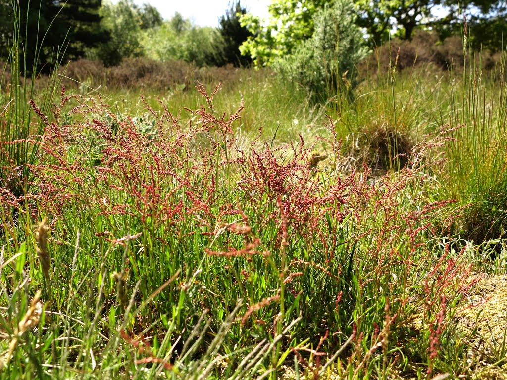 Rabbit holes and  Sheeps Sorrel (Rumex acetosella)