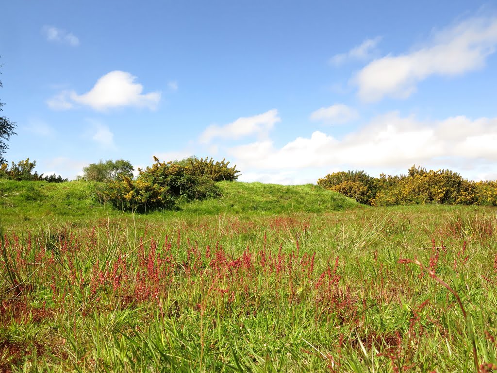 Sheeps Sorrel, Red Sorrel, or Sour Weed - common names for Rumex acetosella