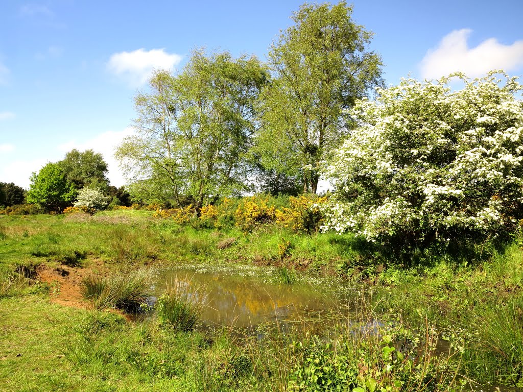 Heathland owned by the Wildlife Trust for Lancashire, Manchester and North Merseyside