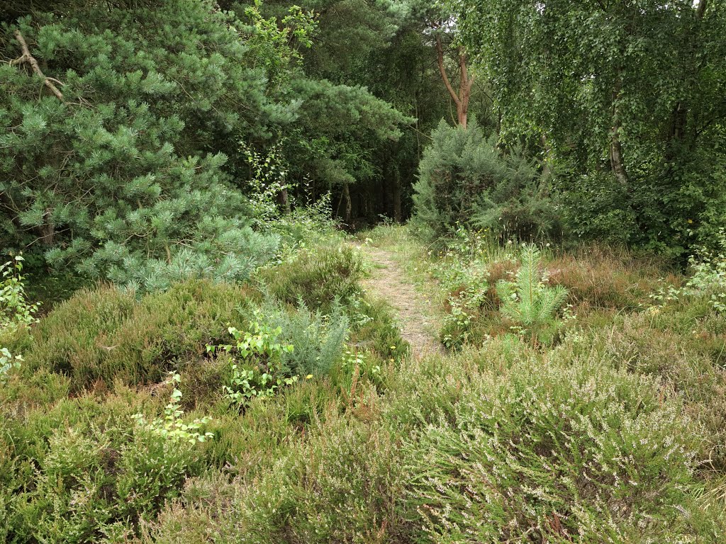 Natures Choice of Colour for a corner of Lowland Heath