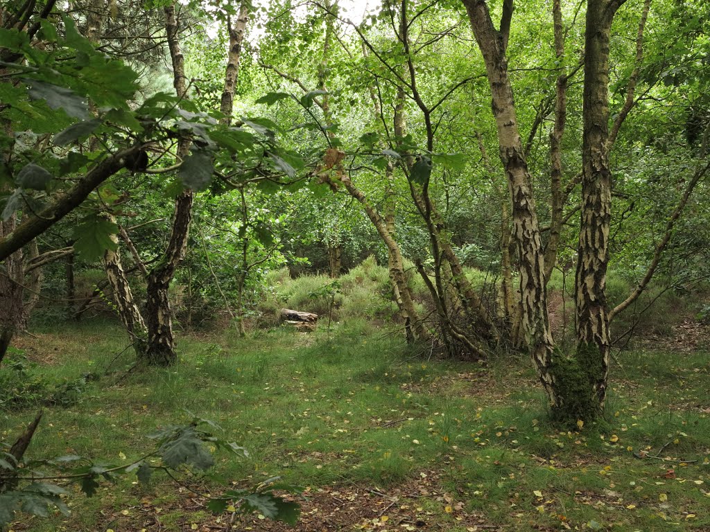 A Change of Scene on the Dune Heath at Freshfield