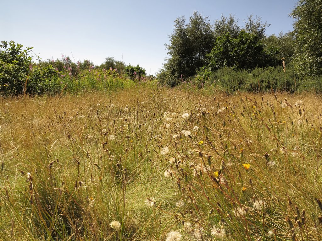 Heathland glowing with Light and Colour