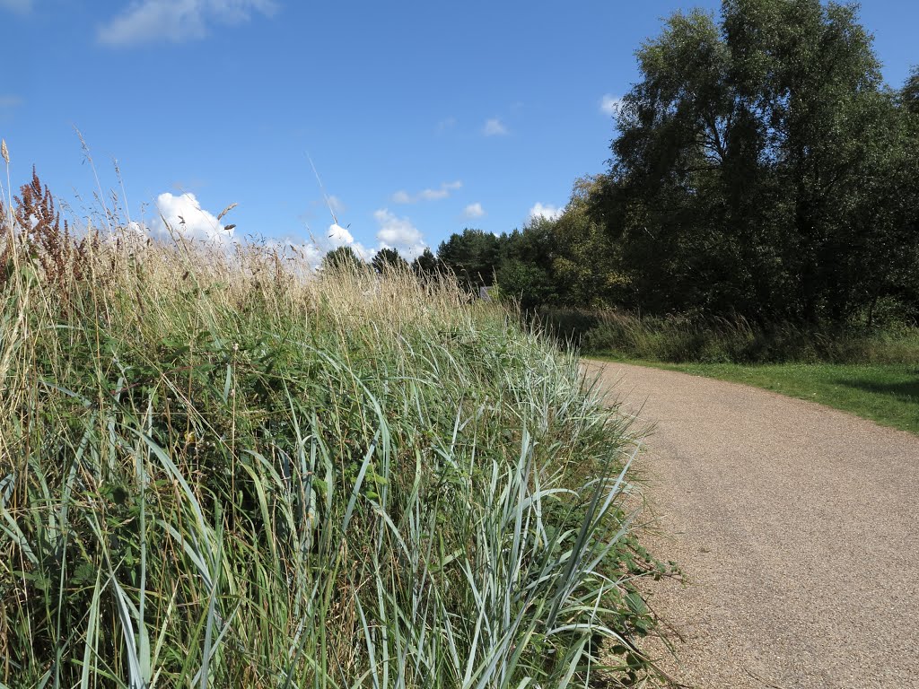 Leymus arenarius commonly known as Lyme Grass