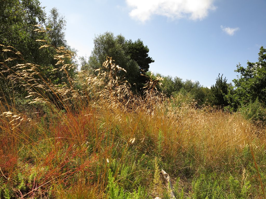 Sparkling in the Sunshine - a special little spot on the heath :-)