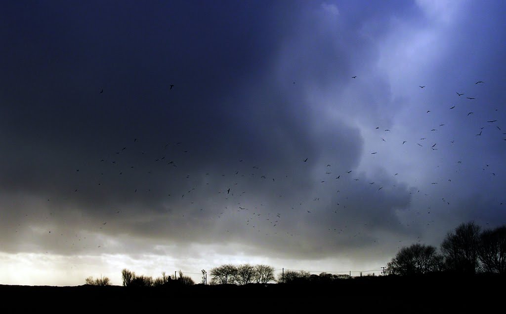 Home to Roost
