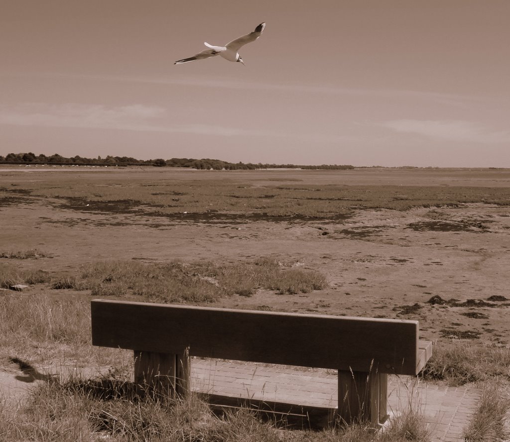 SSW wind. Langstone