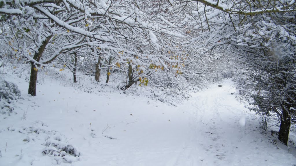 Snow path