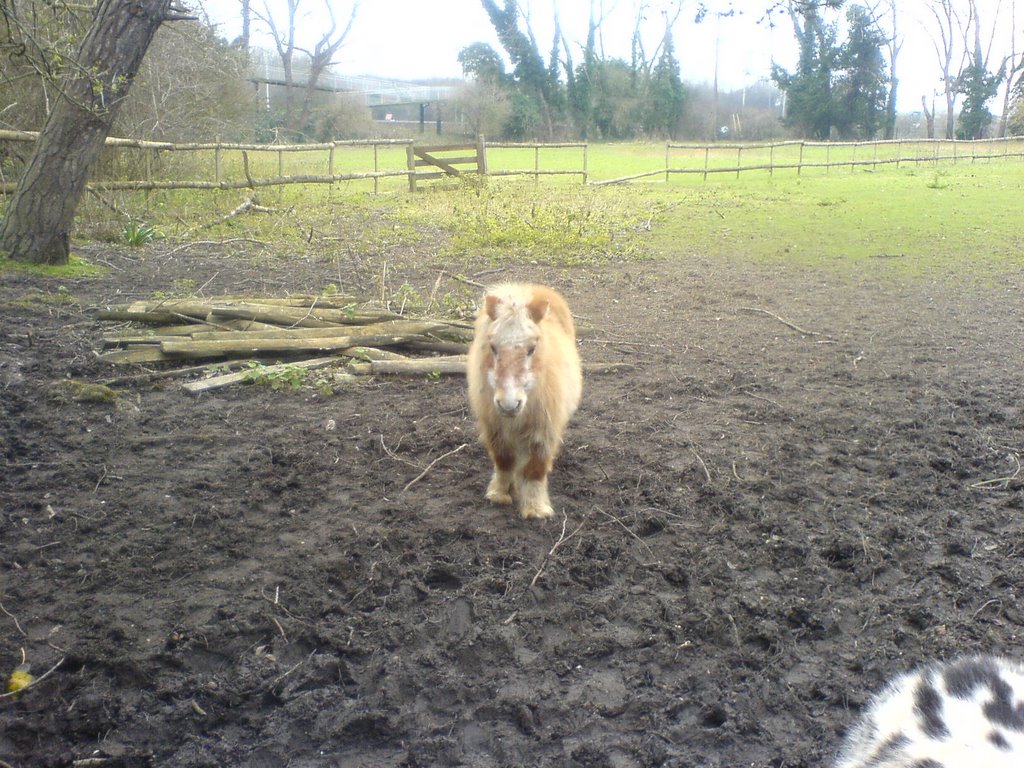 shetland pony