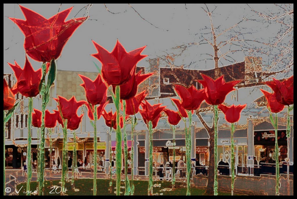 Giant winter flowering Tulips ?