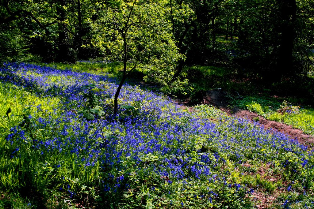 Bye, bye Ladybrook bluebells