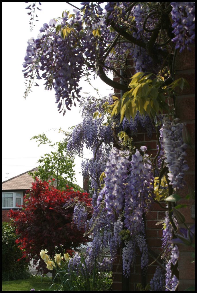 Wisteria