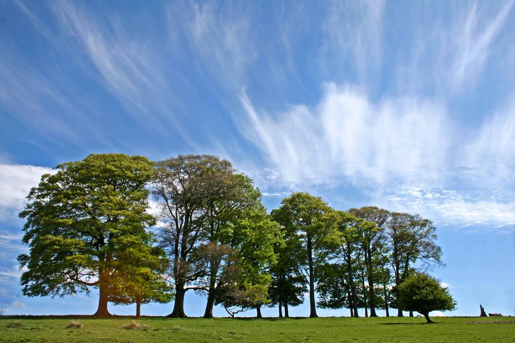 Trees on a ridge