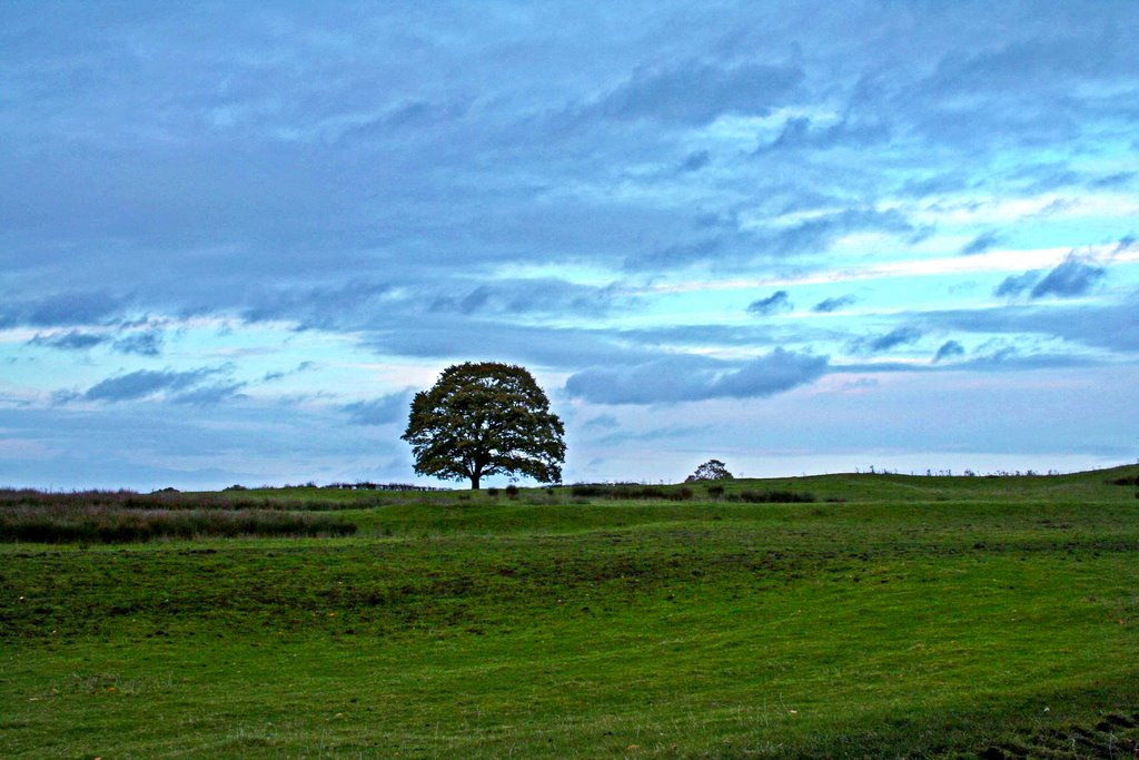 Lone tree vista in Poynton