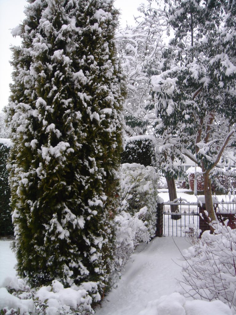 Winter in Hazel Grove