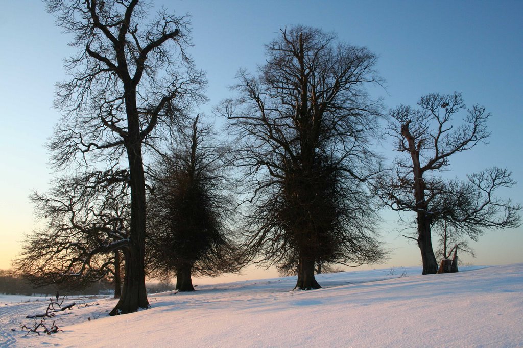 Poynton trees with their jackets on.